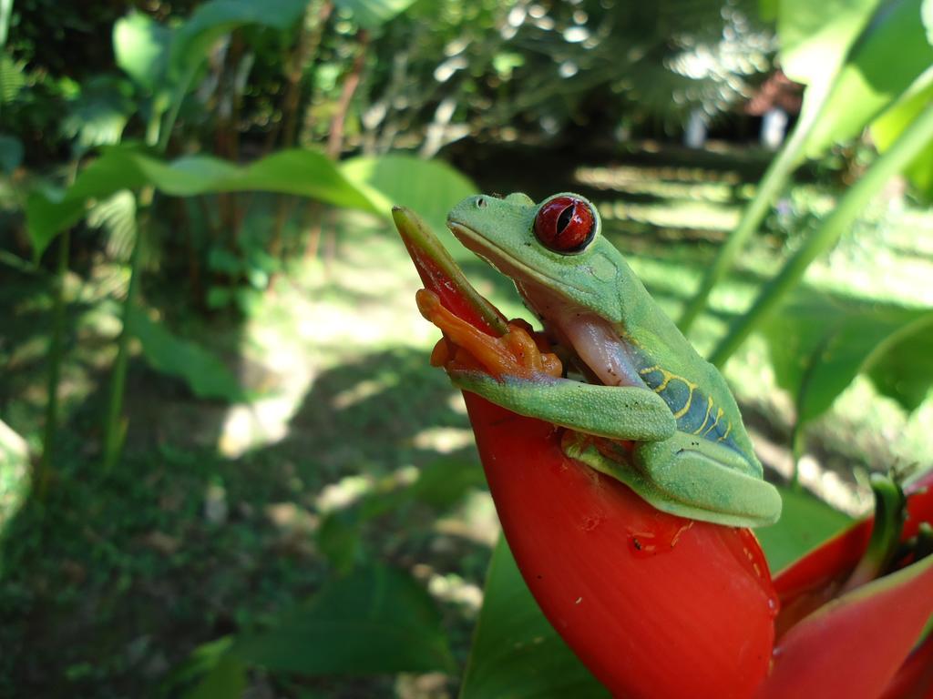 Cabinas Iguana Cahuita Zewnętrze zdjęcie