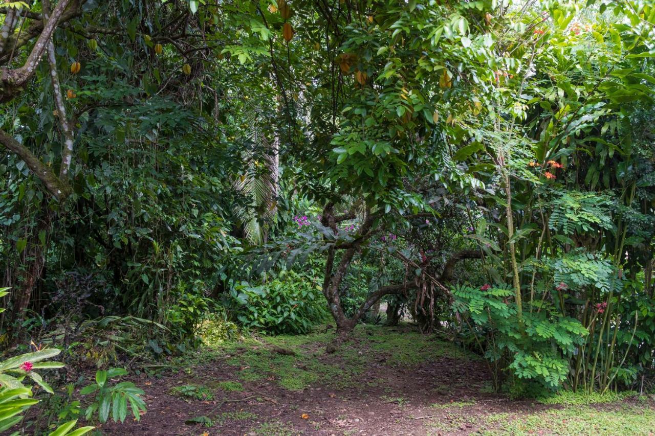 Cabinas Iguana Cahuita Zewnętrze zdjęcie